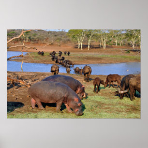 Hippopotamus hippo Lake St. Lucia Wetland Park Poster