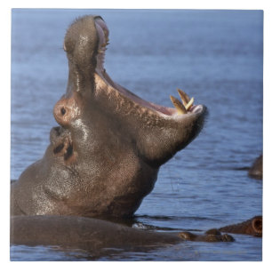 Hippopotamus (Hippopotamus amphibius) in the Ceramic Tile