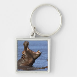 Hippopotamus (Hippopotamus amphibius) in the Key Ring