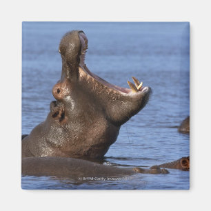 Hippopotamus (Hippopotamus amphibius) in the Magnet