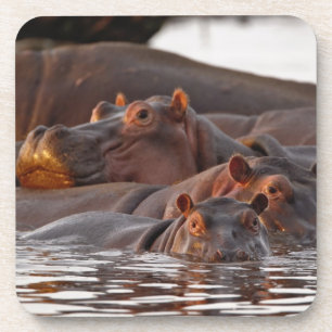 Hippopotamus, Hippopotamus amphibius, Lake Coaster