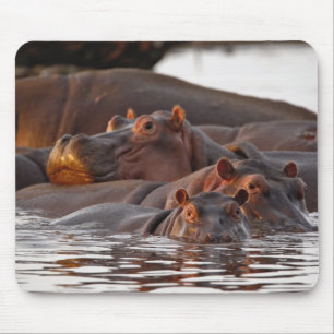 Hippopotamus, Hippopotamus amphibius, Lake Mouse Pad