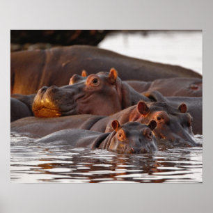 Hippopotamus, Hippopotamus amphibius, Lake Poster