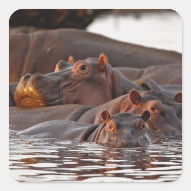 Hippopotamus, Hippopotamus amphibius, Lake Square Sticker (Front)