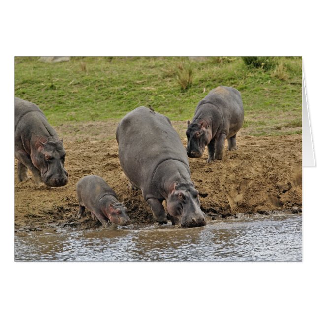 Hippopotamus, Hippopotamus amphibius, Serengeti (Front Horizontal)