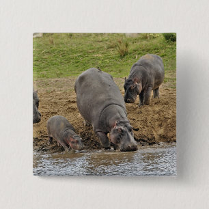 Hippopotamus, Hippopotamus amphibius, Serengeti 15 Cm Square Badge