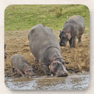 Hippopotamus, Hippopotamus amphibius, Serengeti Coaster