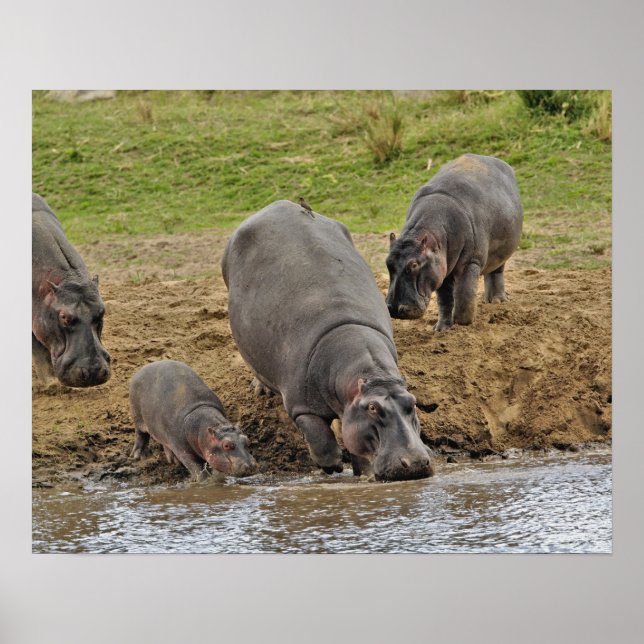 Hippopotamus, Hippopotamus amphibius, Serengeti Poster (Front)