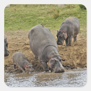 Hippopotamus, Hippopotamus amphibius, Serengeti Square Sticker