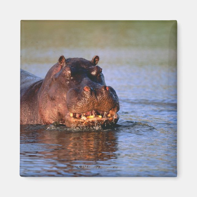 Hippopotamus in River Magnet (Front)