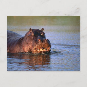 Hippopotamus in River Postcard