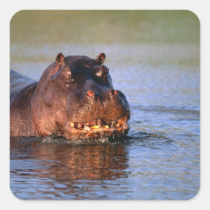 Hippopotamus in River Square Sticker