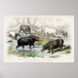 Hippopotamus, Indian Rhinoceros, Muchoco... Poster