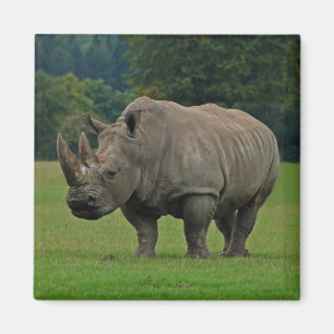 Hippopotamus magnet