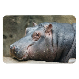 Hippopotamus magnet