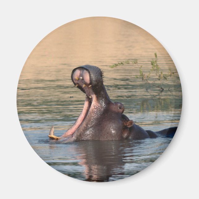 hippopotamus magnet (Front)