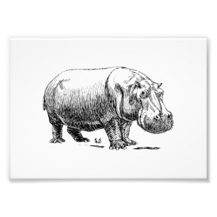 Hippopotamus Photo Print