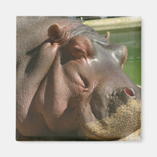 Hippopotamus Square Pin Magnet