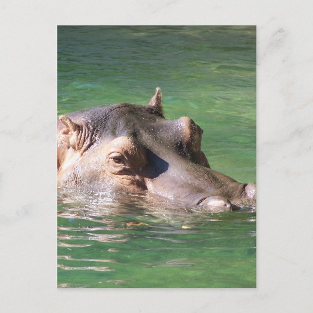 Hippopotamus Swimming On The Surface Postcard (Front)