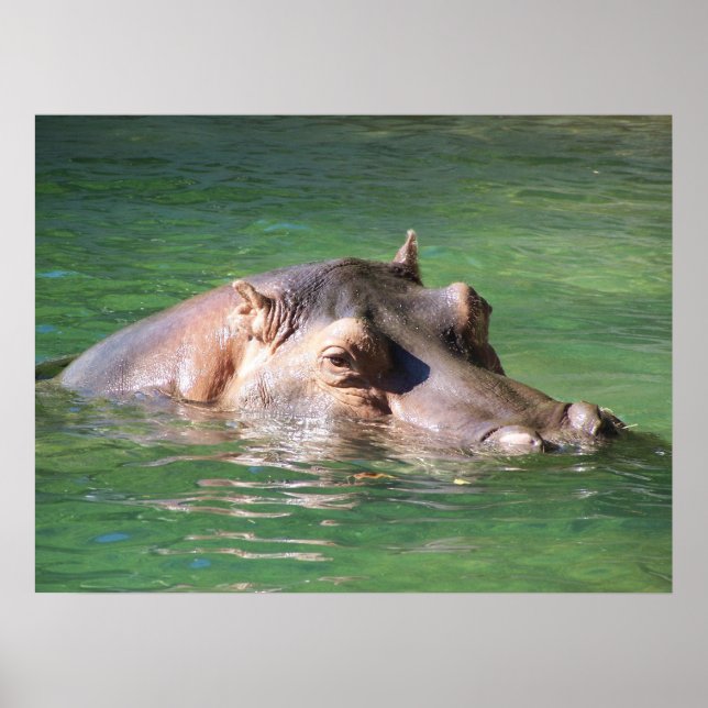 Hippopotamus Swimming On The Surface Poster (Front)