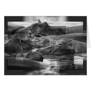 Hippopotamuses Card