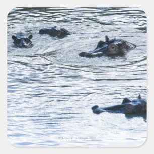 Hippopotamuses wading in a river, Africa Square Sticker