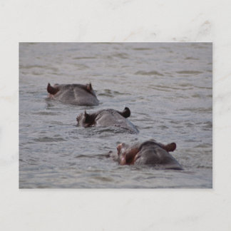 Hippos Go For a Swim Postcard