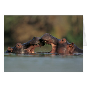 Hippos (Hippopotamus Amphibius) Wrestling