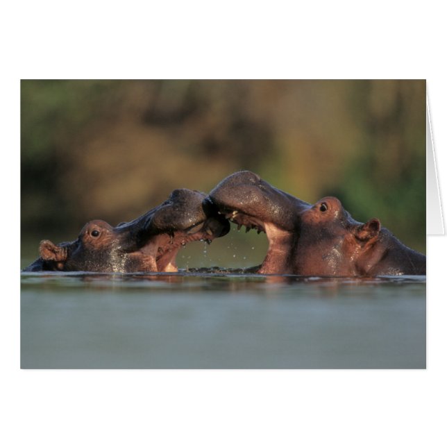 Hippos (Hippopotamus Amphibius) Wrestling (Front Horizontal)