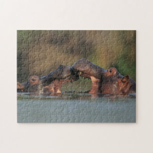 Hippos (Hippopotamus Amphibius) Wrestling Jigsaw Puzzle