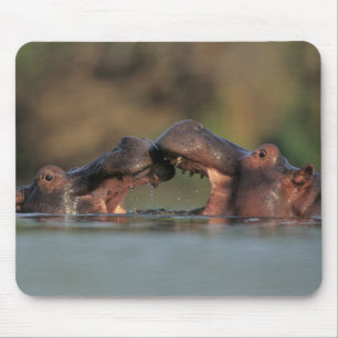 Hippos (Hippopotamus Amphibius) Wrestling Mouse Pad