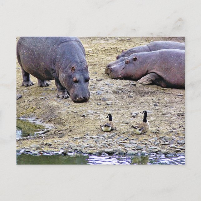 HIPPOS POSTCARD (Front)