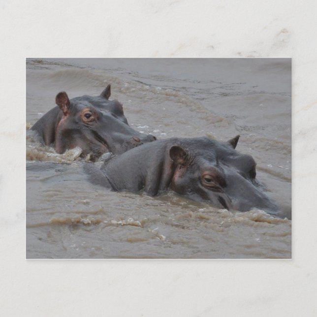 hippos postcard (Front)
