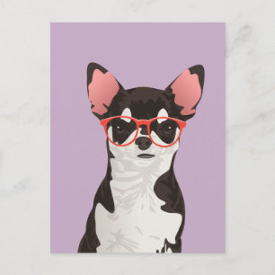 Hipster Black and White Coat Chihuahua Postcard