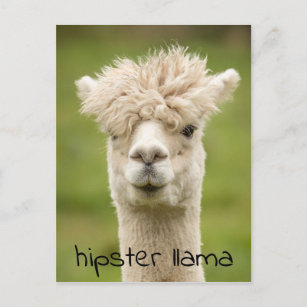 Hipster LLama Funny Hairdo Postcard