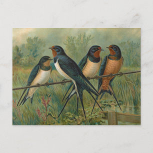 Hirundo rustica, Hirundo rustica Savignii Postcard