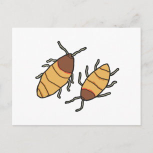 Hissing Cockroach Postcard