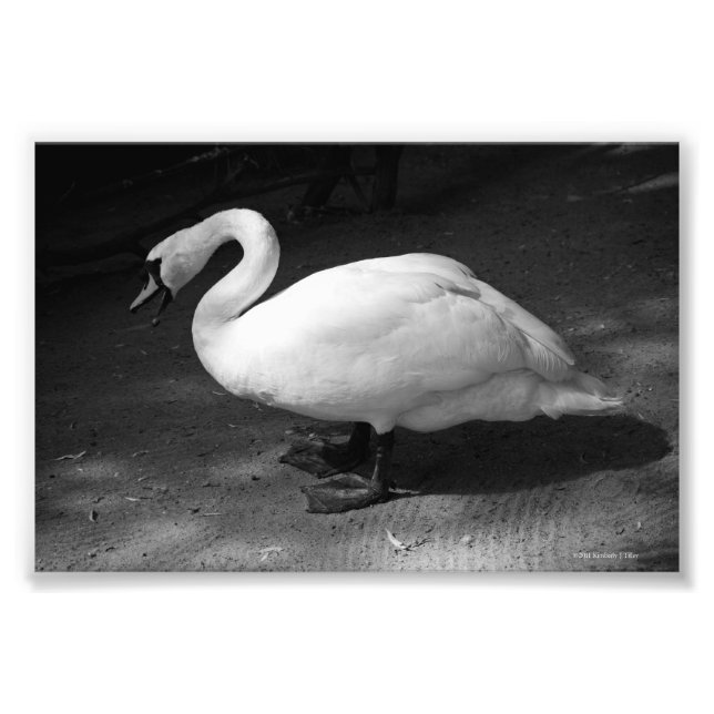 HiSSs Photo Print (Front)