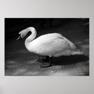 HiSSs Poster