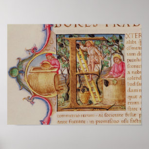 Historiated initial 'E' depicting grape picking Poster