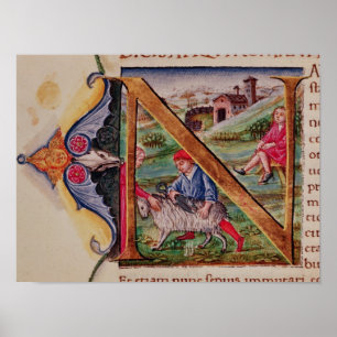 Historiated initial 'N' depicting sheep Poster