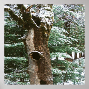 Historical Oak tree Owl home.... Poster