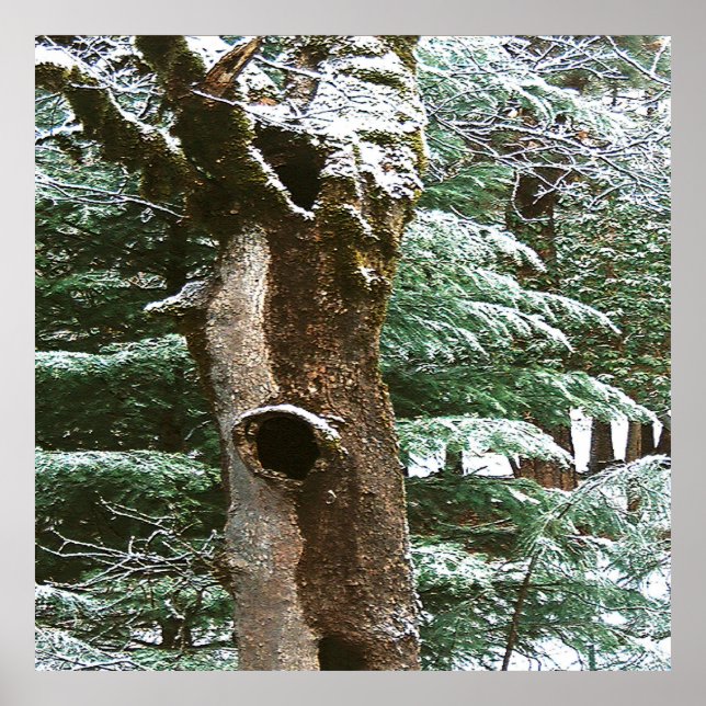 Historical Oak tree Owl home.... Poster (Front)