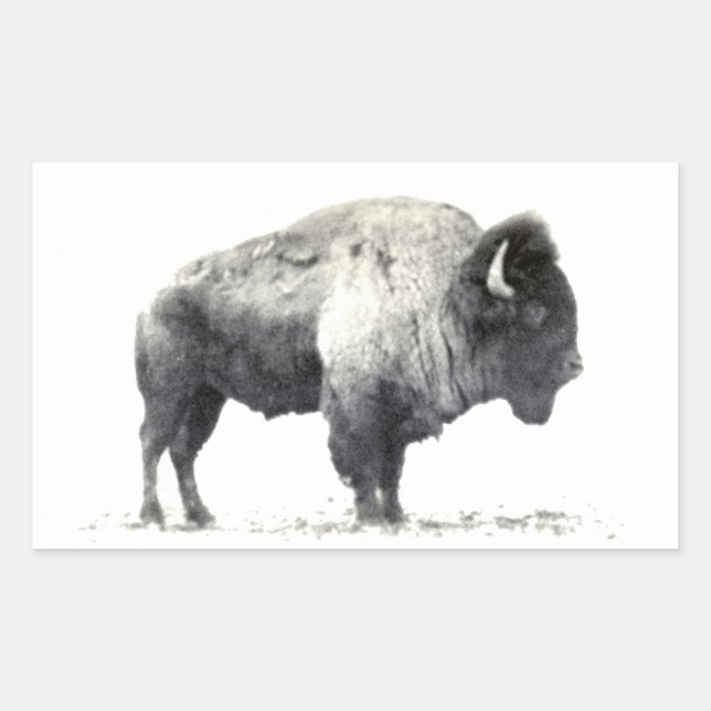 Historical Photograph of American Bison Rectangular Sticker (Front)