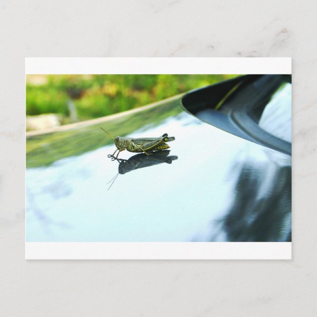 hitch hiking grasshopper postcard (Front)