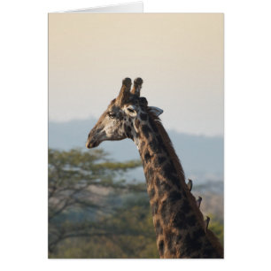 Hitching a ride on a giraffe