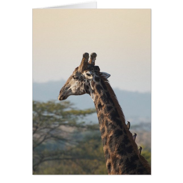 Hitching a ride on a giraffe (Front)