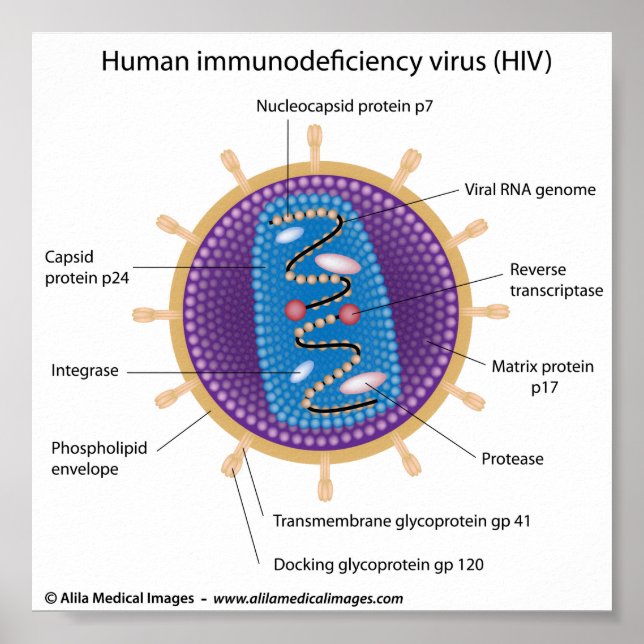 HIV virus structure, labeled diagram. Poster (Front)