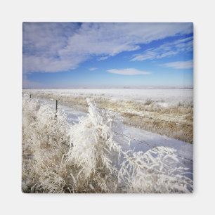 Hoarfrost coats tumbleweed and fenceline near magnet