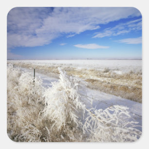Hoarfrost coats tumbleweed and fenceline near square sticker